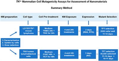 Thymidine Kinase+/− Mammalian Cell Mutagenicity Assays for Assessment of Nanomaterials